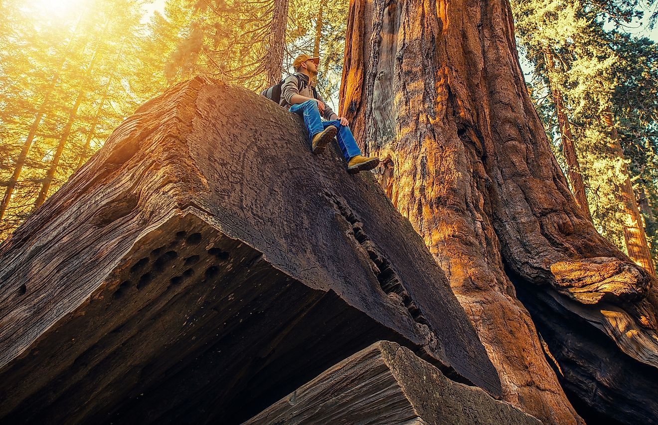 Sequoia National Park