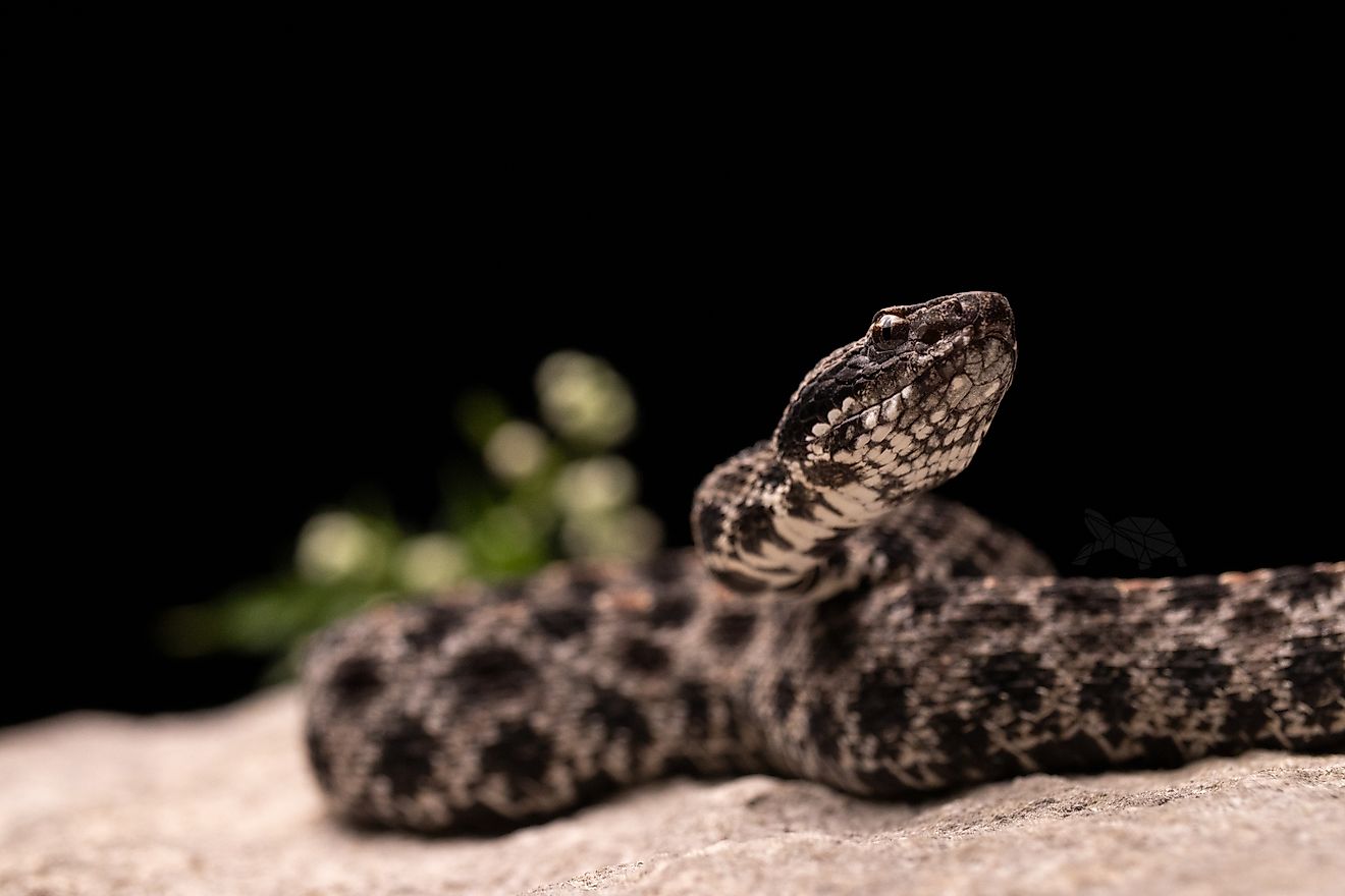 Close up shot of a pygmy rattlesnake on top of a rock.