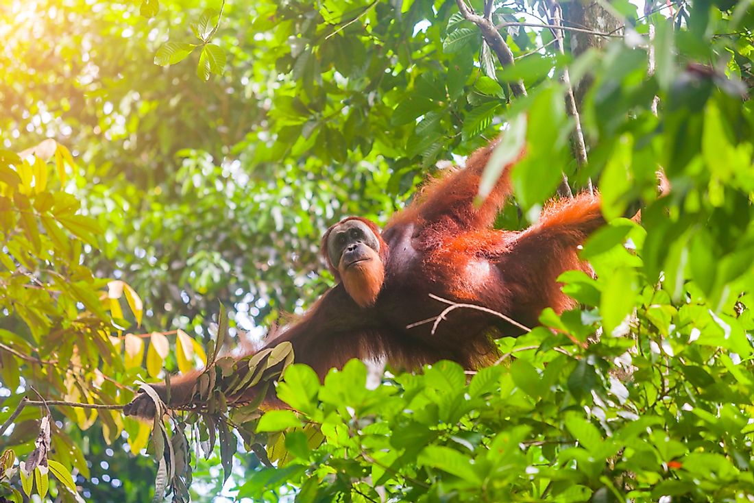 The Sumatran Orangutan has been severely effected by habitat loss. 
