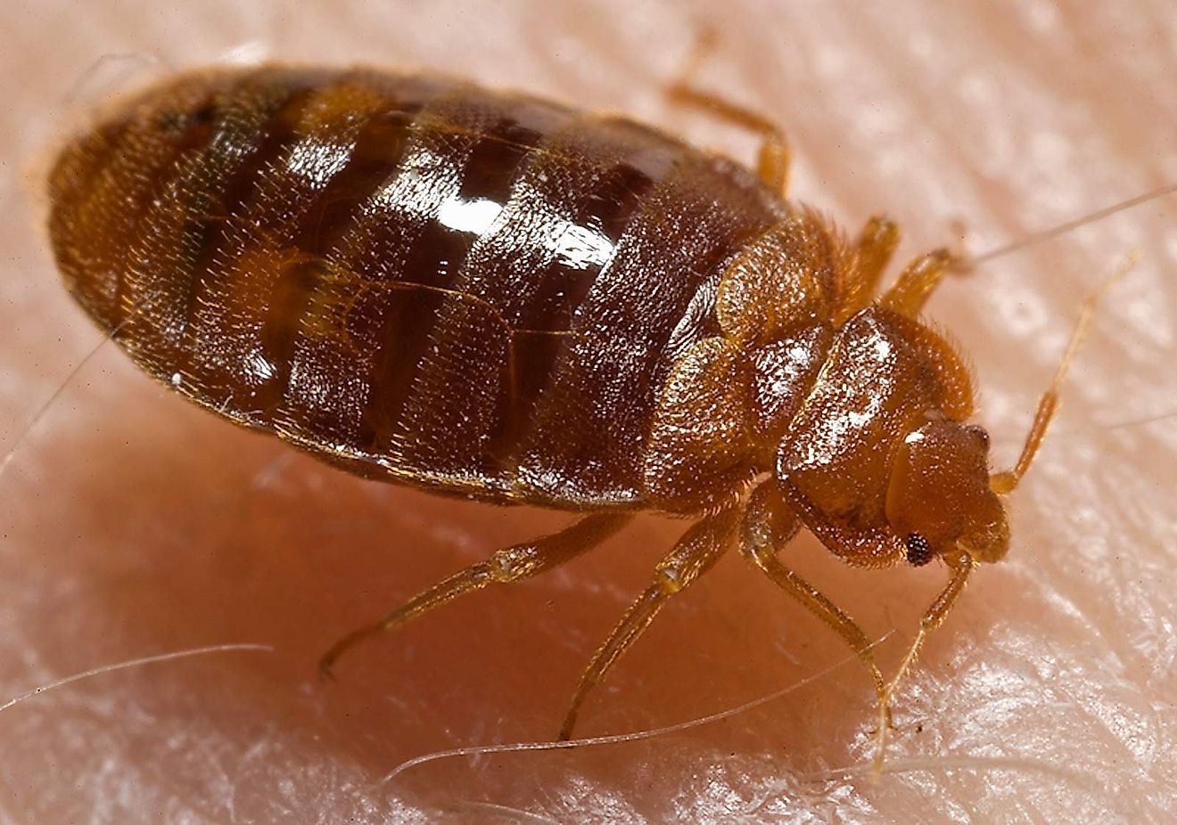 What Do Bed Bugs Look Like? WorldAtlas