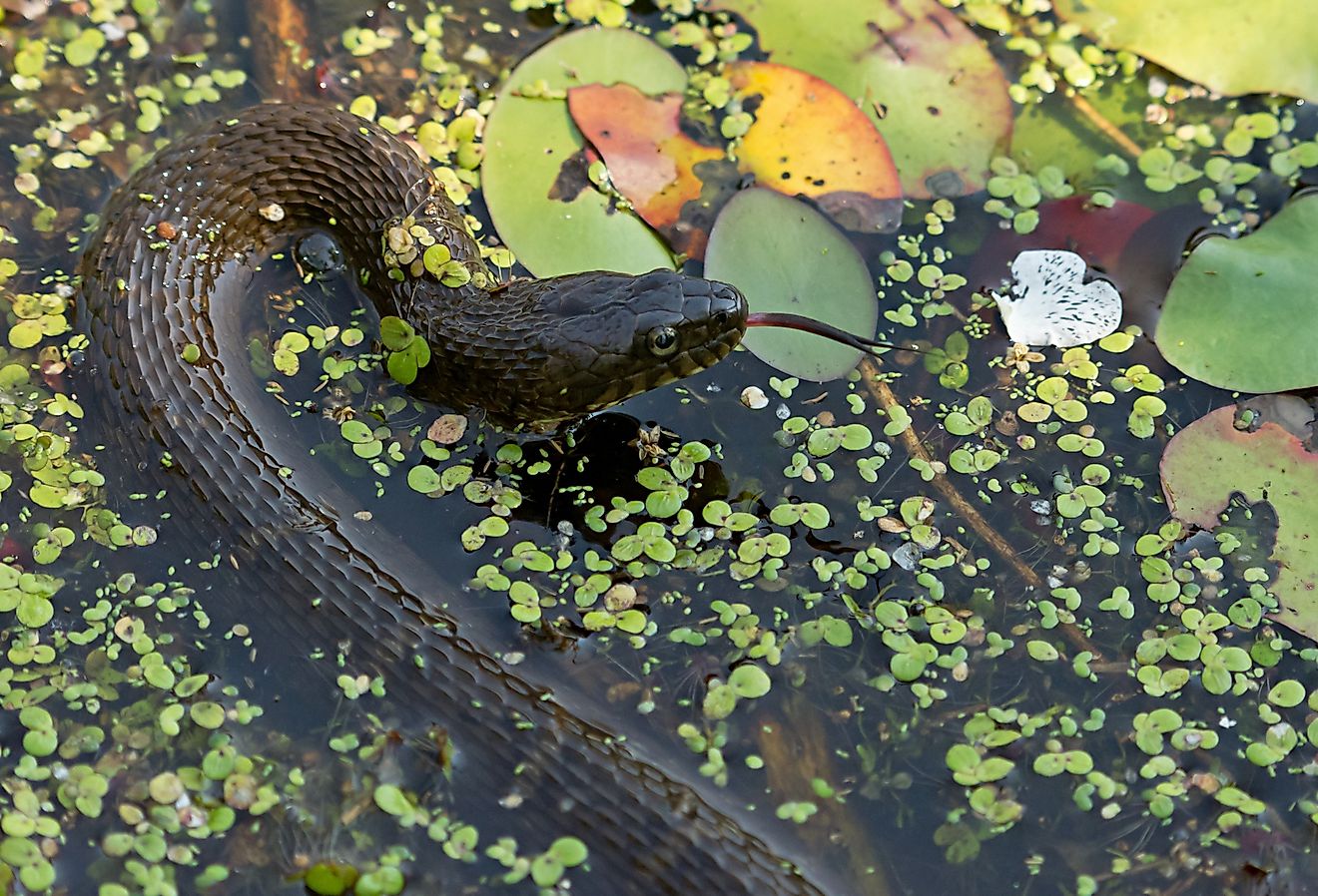 Yellow bellied water snake swimming among lily pads in Maryland.