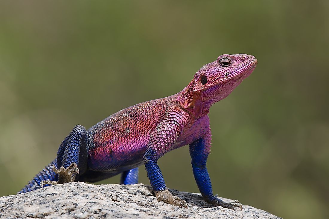 10 Of The World s Most Amazing Lizard Species WorldAtlas