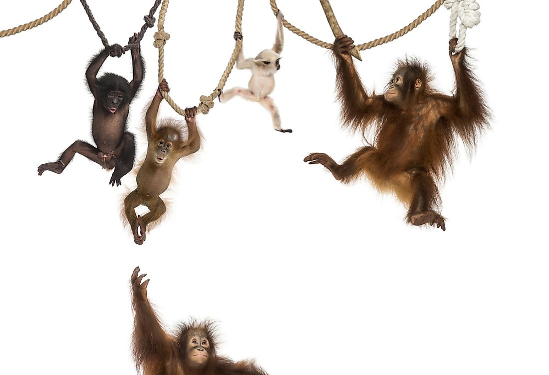 Monkeys: Facts about the largest group of primates