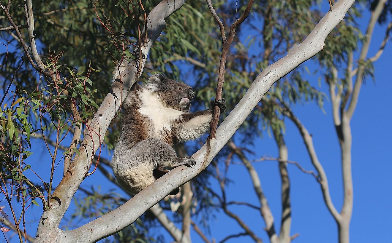 The Legend of the Australian Drop Bear – Where Did It Come From