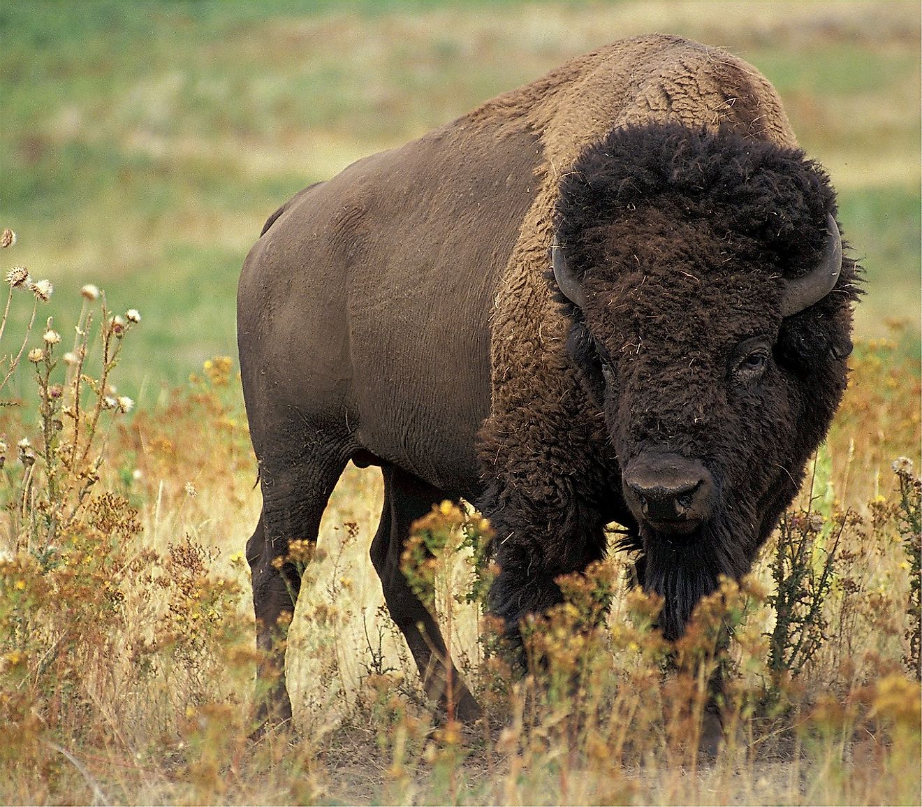 What's the Difference Between a Buffalo and a Bison? WorldAtlas