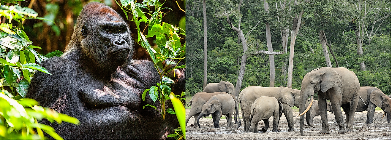 A Silverback Eastern gorilla in the Albertine Rift Montane Forest and elephants in the forest-savanna transition zone of the Central African Republic.