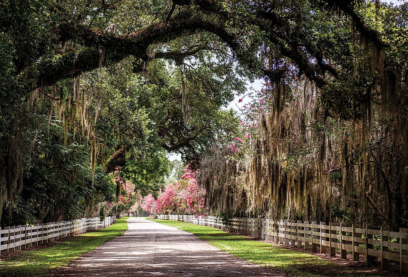 Flowering gardens at The Rosedown Plantation.