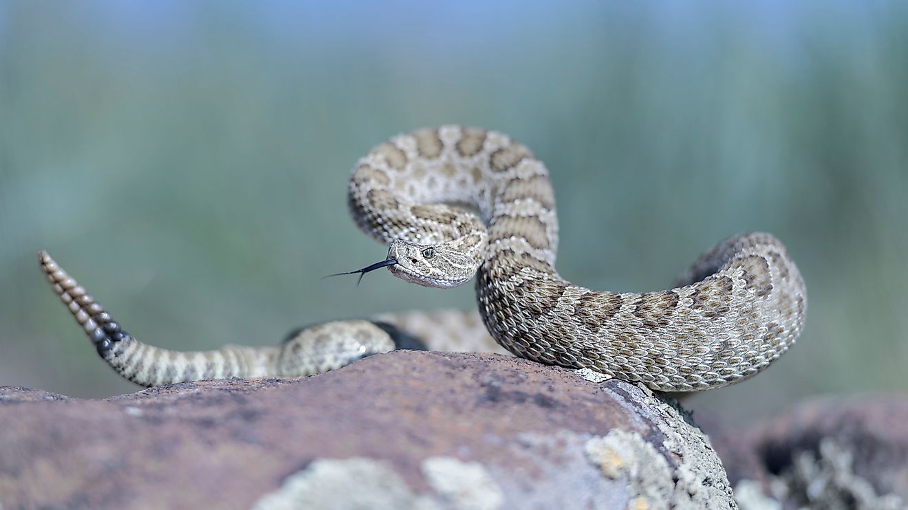 A Prairie Rattlesnake (Crotalus viridis) resting on a rock.