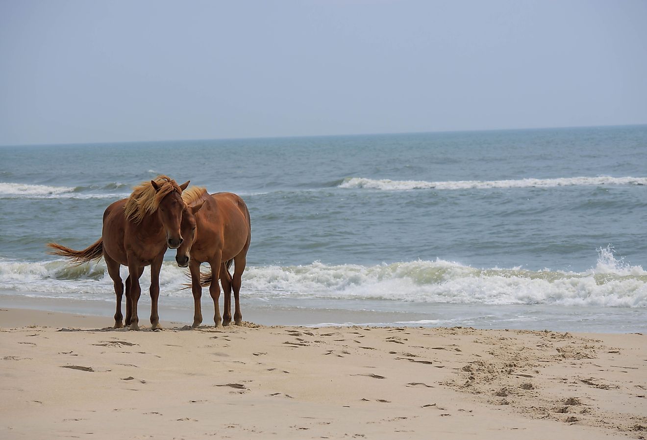 Horses on the beach at Assateague Island National Seashore