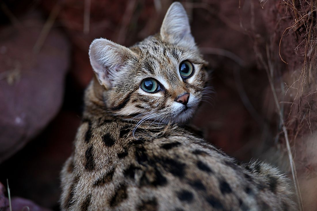 Black-footed cat - Wikipedia