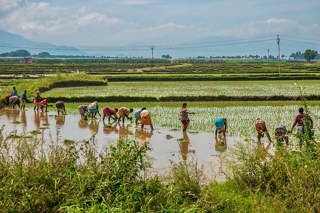 Largest Rice Producing Countries 2023 