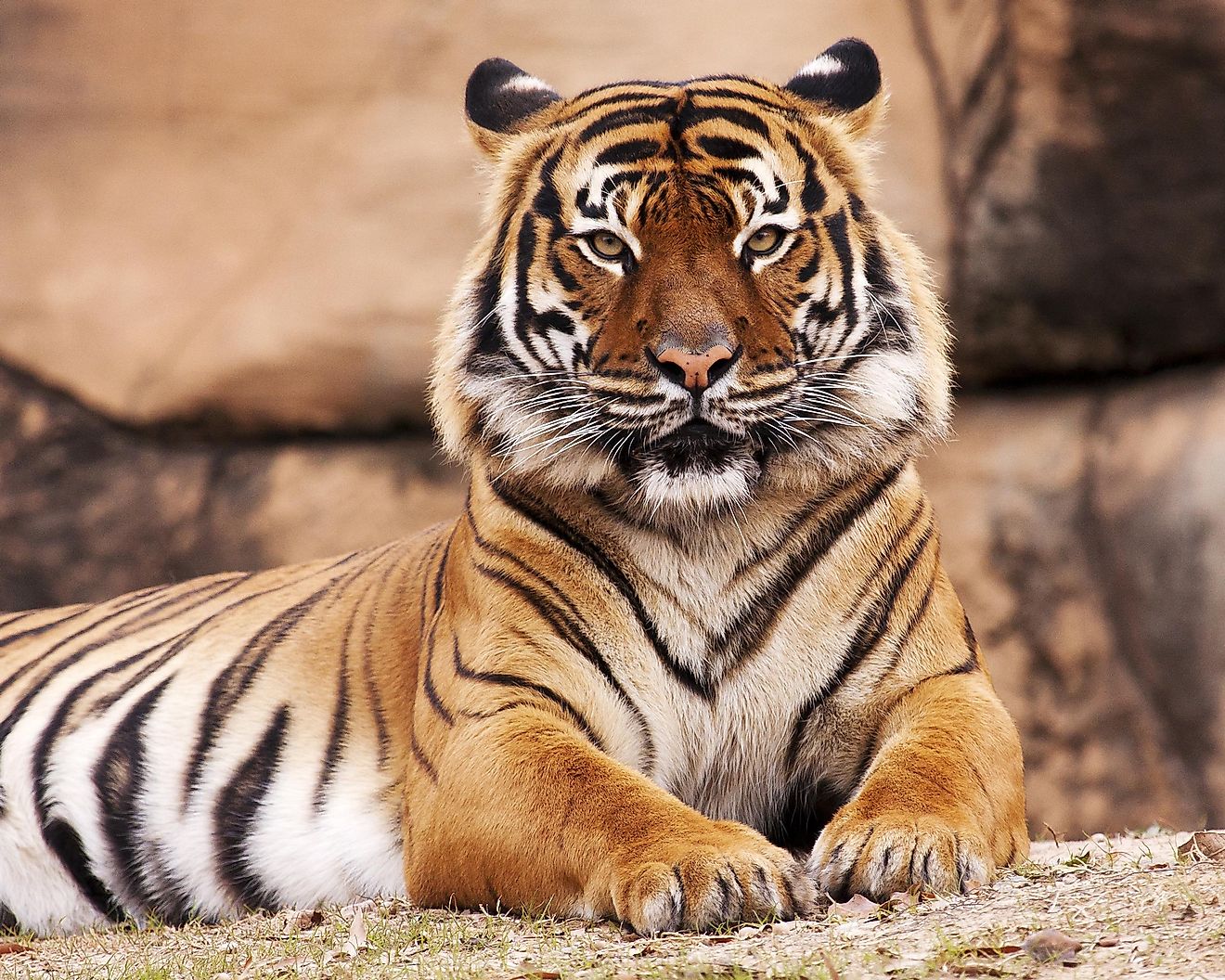 What Are The Different Types Of Tigers Living Today WorldAtlas