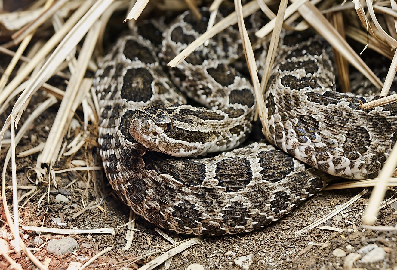 Eastern Massasauga rattlesnake curled up on the ground.