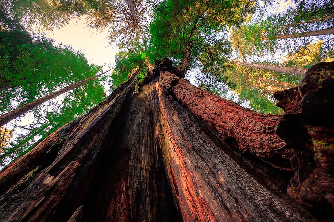 hyperion tallest redwood tree living
