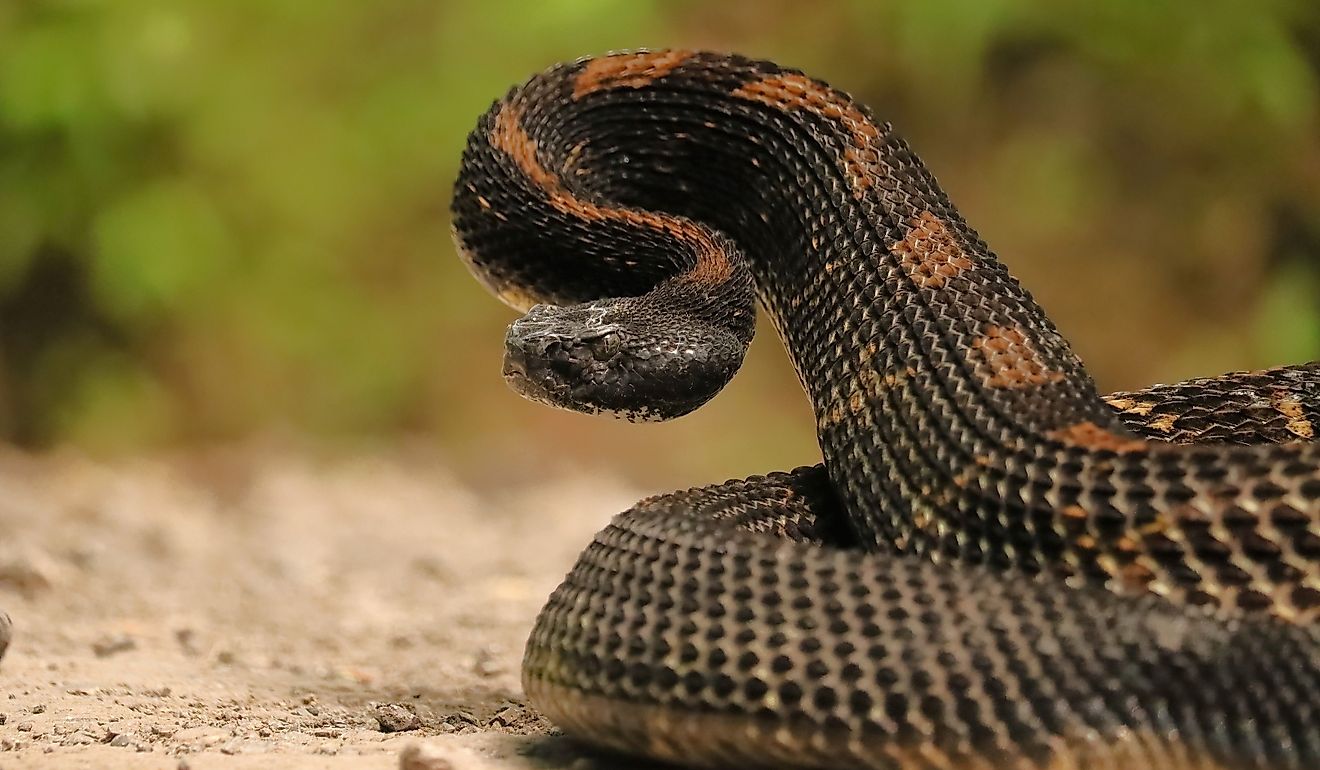 Gorgeous Timber Rattlesnake Black Phase.