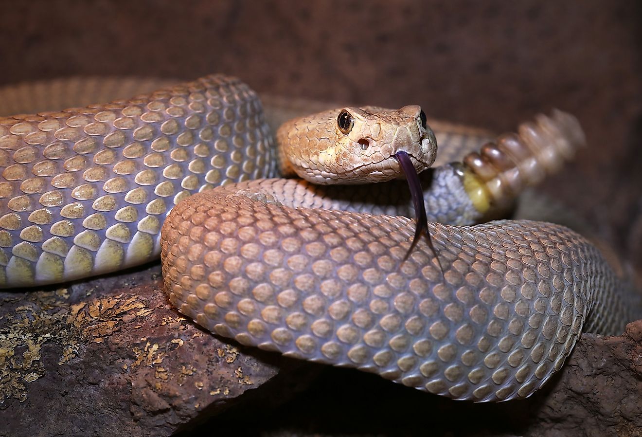 A Mojave or Mohave Rattlesnake (Crotalus scutulatus) rattles and flicks tongue; this is the most dangerous snake in the USA. 