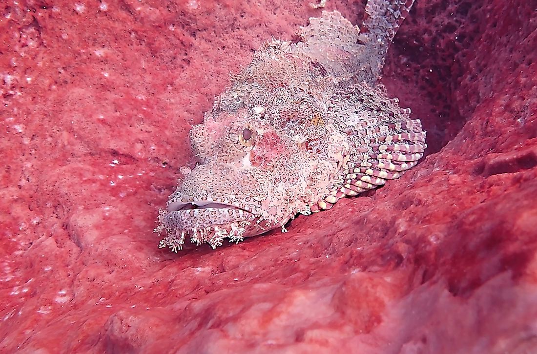 Animals That Live In The Deep Ocean Worldatlas