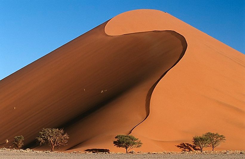 A giant sand dune dwarfs desert trees in Namibia.