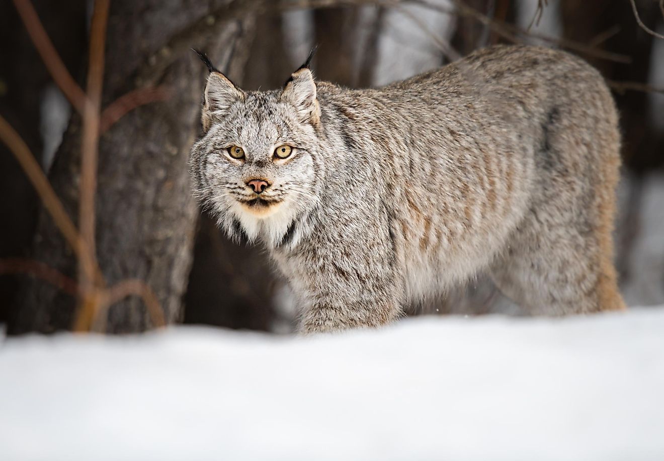 Canadian Lynx Facts WorldAtlas