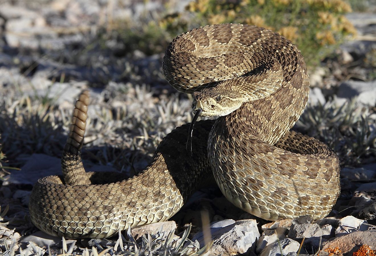 Prairie rattlesnake in Wyoming.