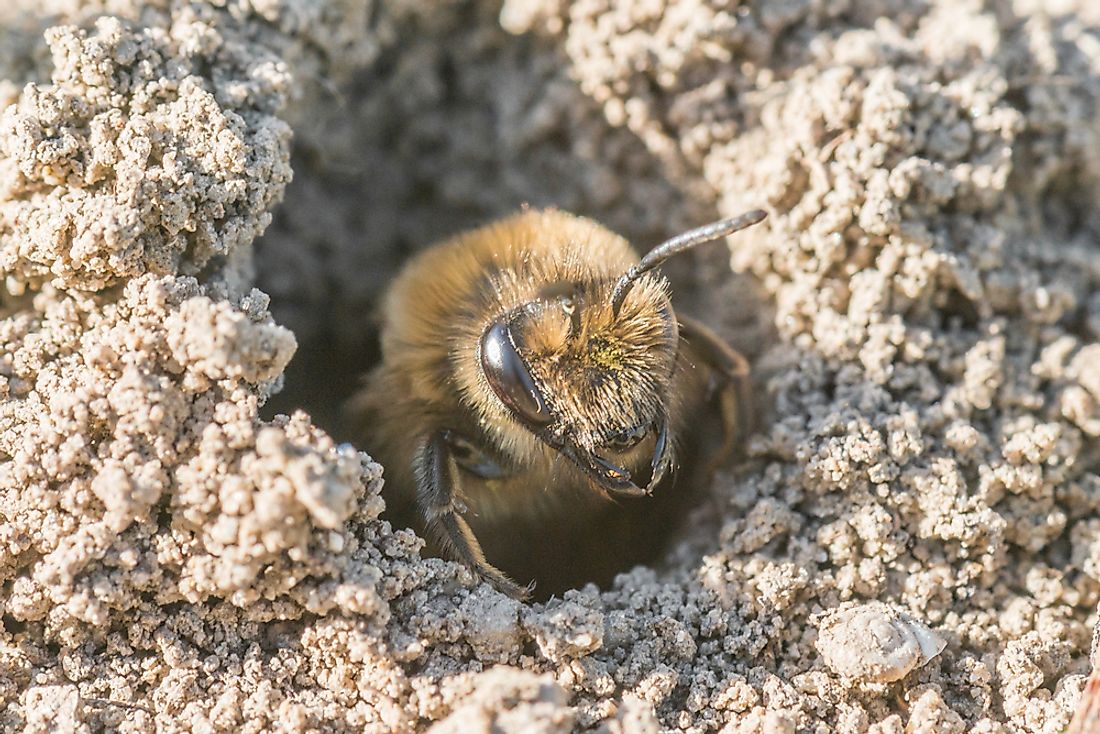 Mining Bee Andrenidea 