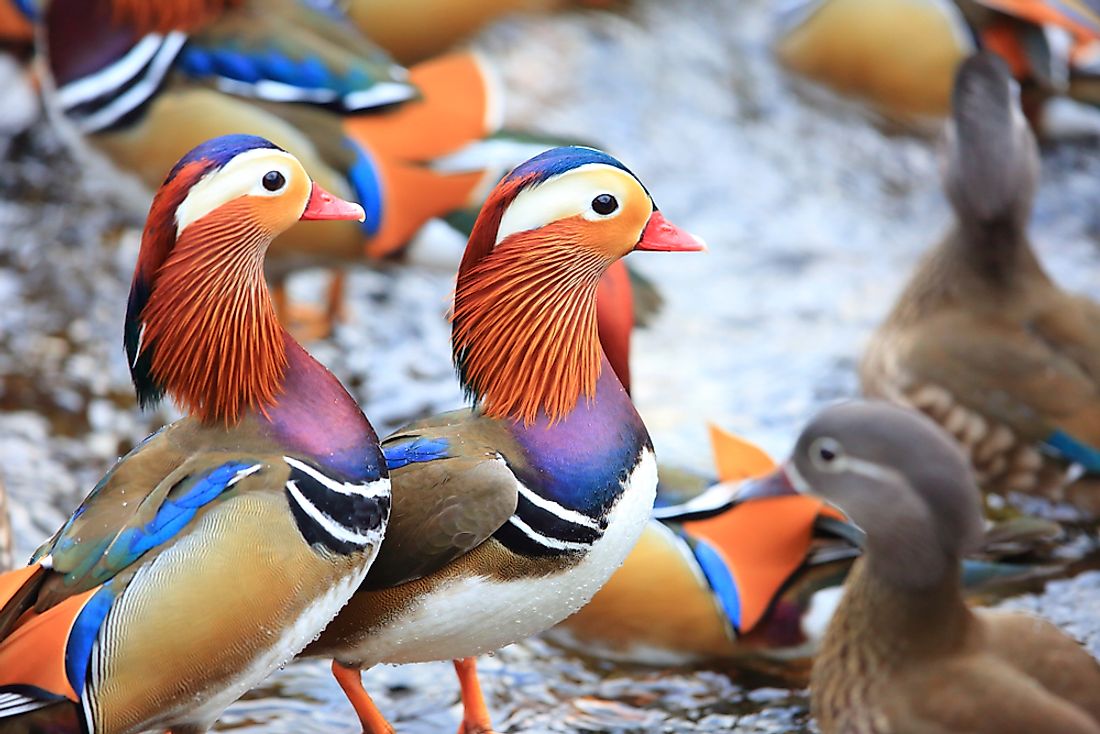 10-of-the-most-colorful-birds-from-around-the-world