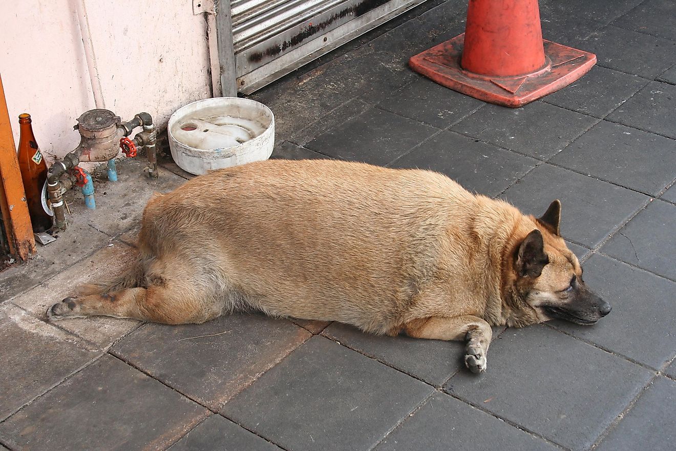 fattest dog in the world