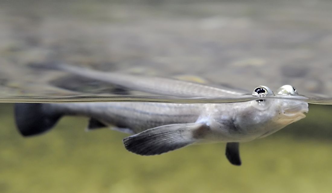 Four Eyed Fish Facts Unique Animals Of The World Worldatlas