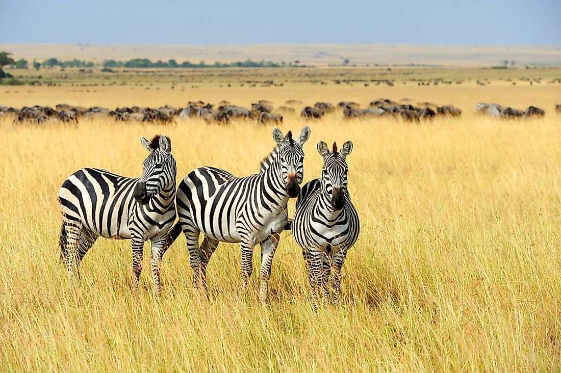 Where Do Zebras Live Worldatlas