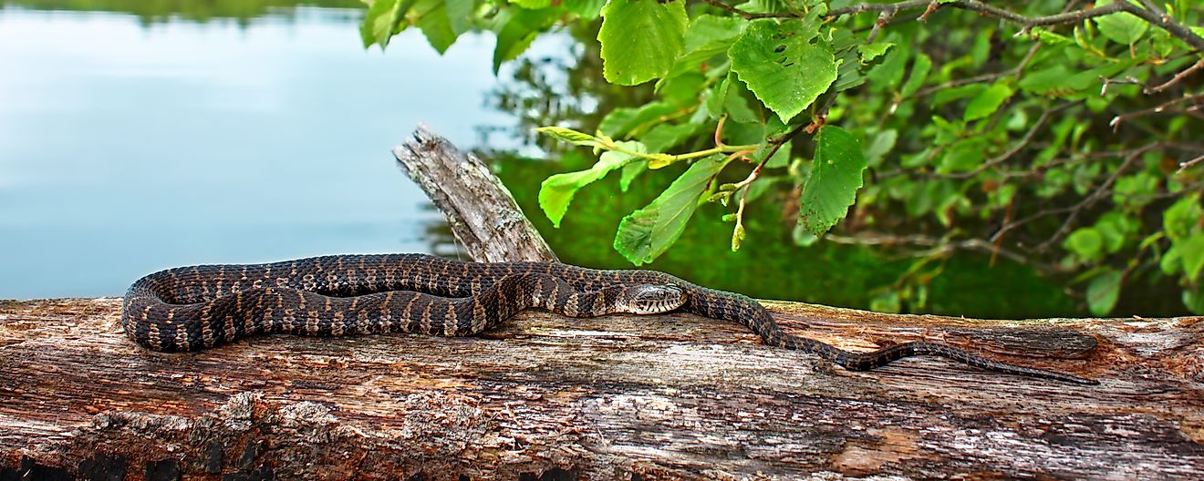 Northern water snake (Nerodia sipedon) basking by a lake.
