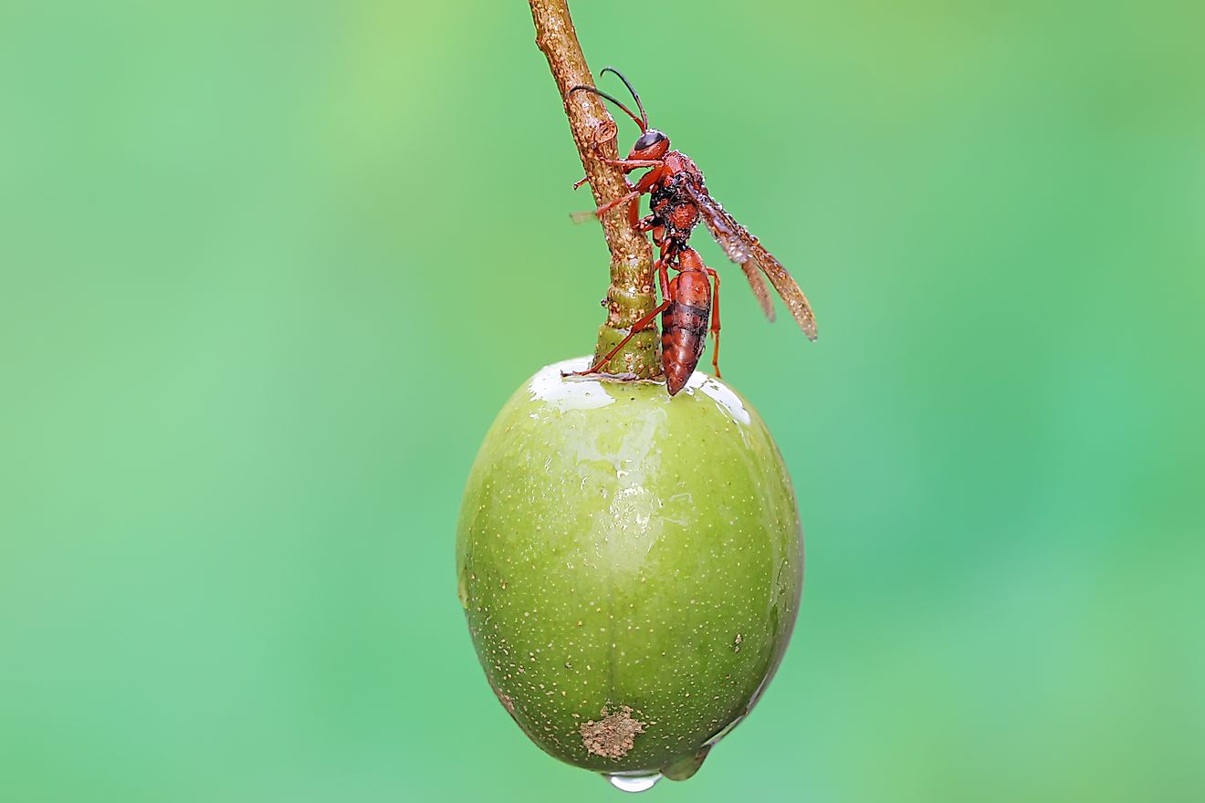 Paper wasp