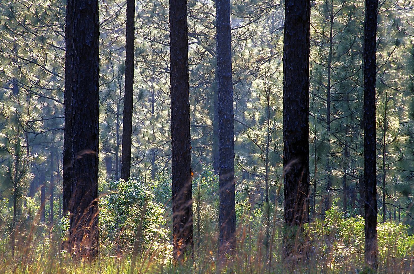 DeSoto National Forest in Mississippi.