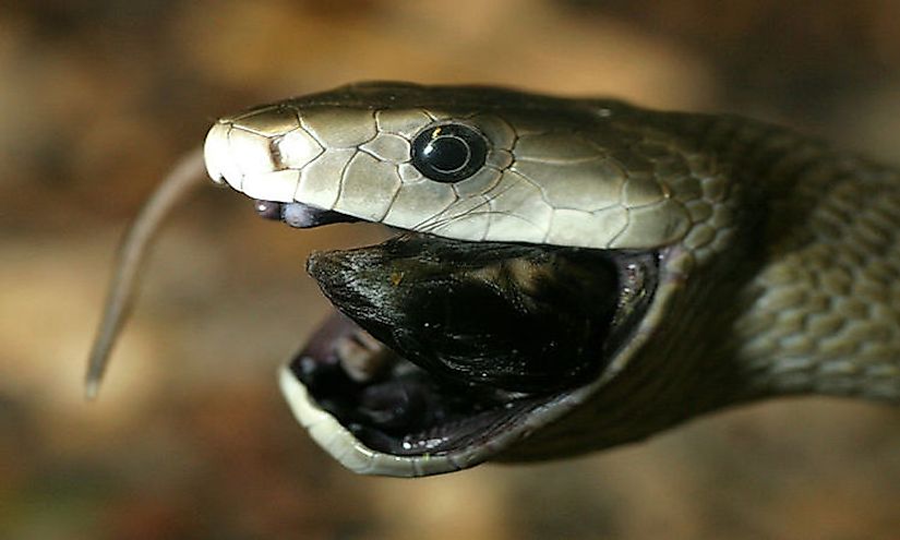 mamba snake attack