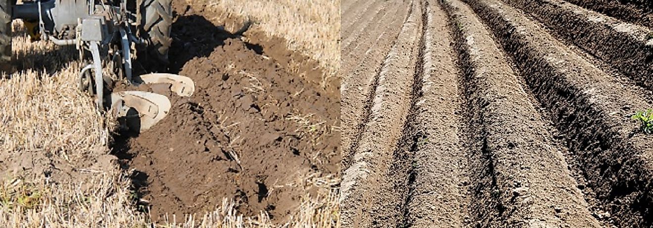 furrow irrigation for trees