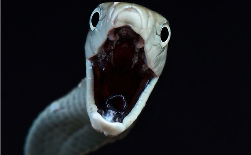 worlds deadliest snake black mamba