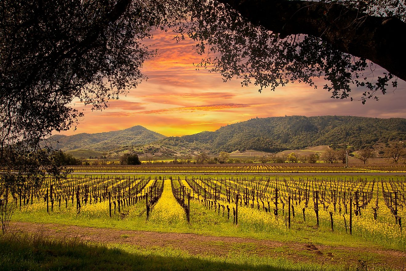 Napa Valley vineyards glow under a beautiful sunset sky, with rows of grapevines stretching across the landscape.