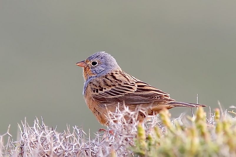 The Cretzschmar’s Bunting spends its summer in the Mediterranean and journeys to Chad to overwinter.
