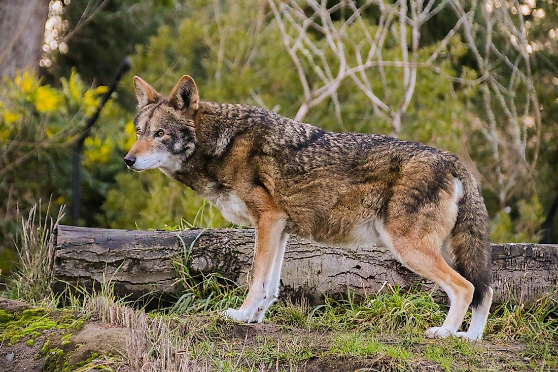 The red wolf is the rarest wolf species in the world.