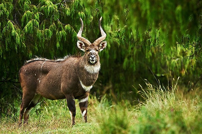 Endangered Mammals Of Ethiopia WorldAtlas