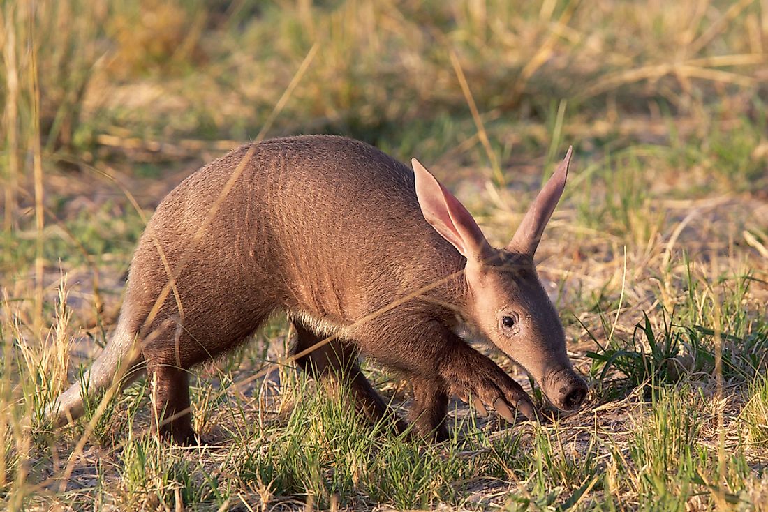 Animals That Start With A WorldAtlas