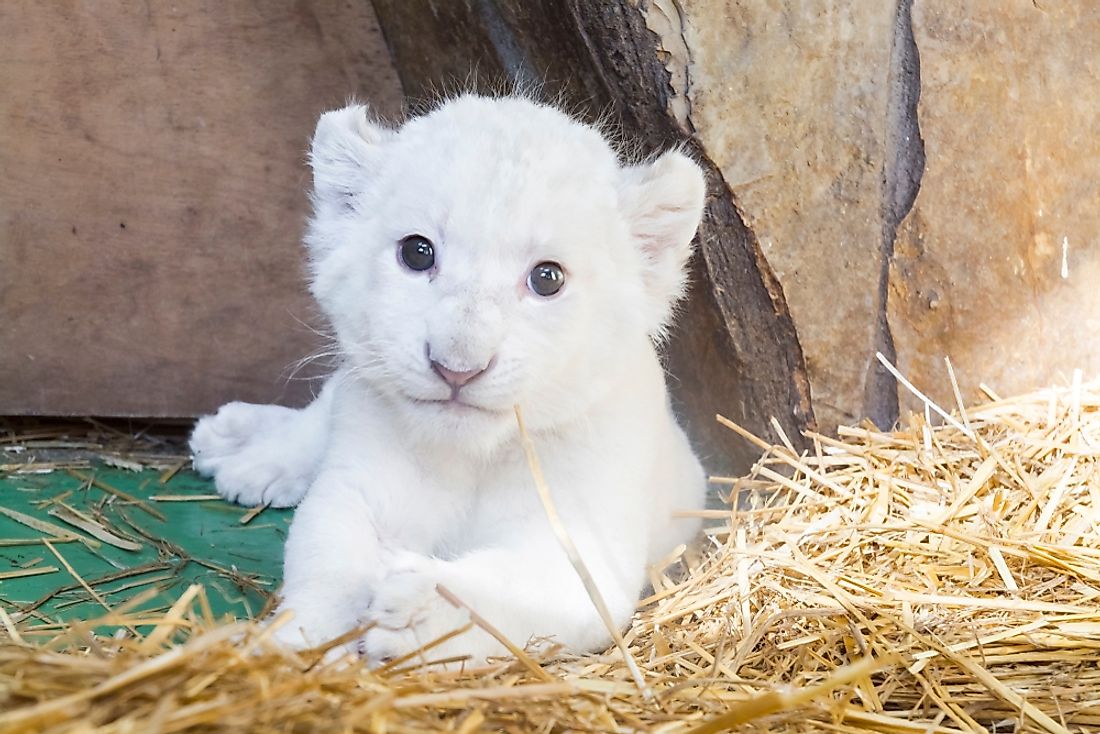 Cute White Lion Cubs With Blue Eyes