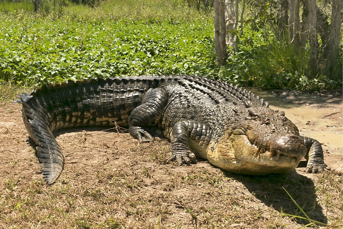 worlds largest crocodile ever recorded