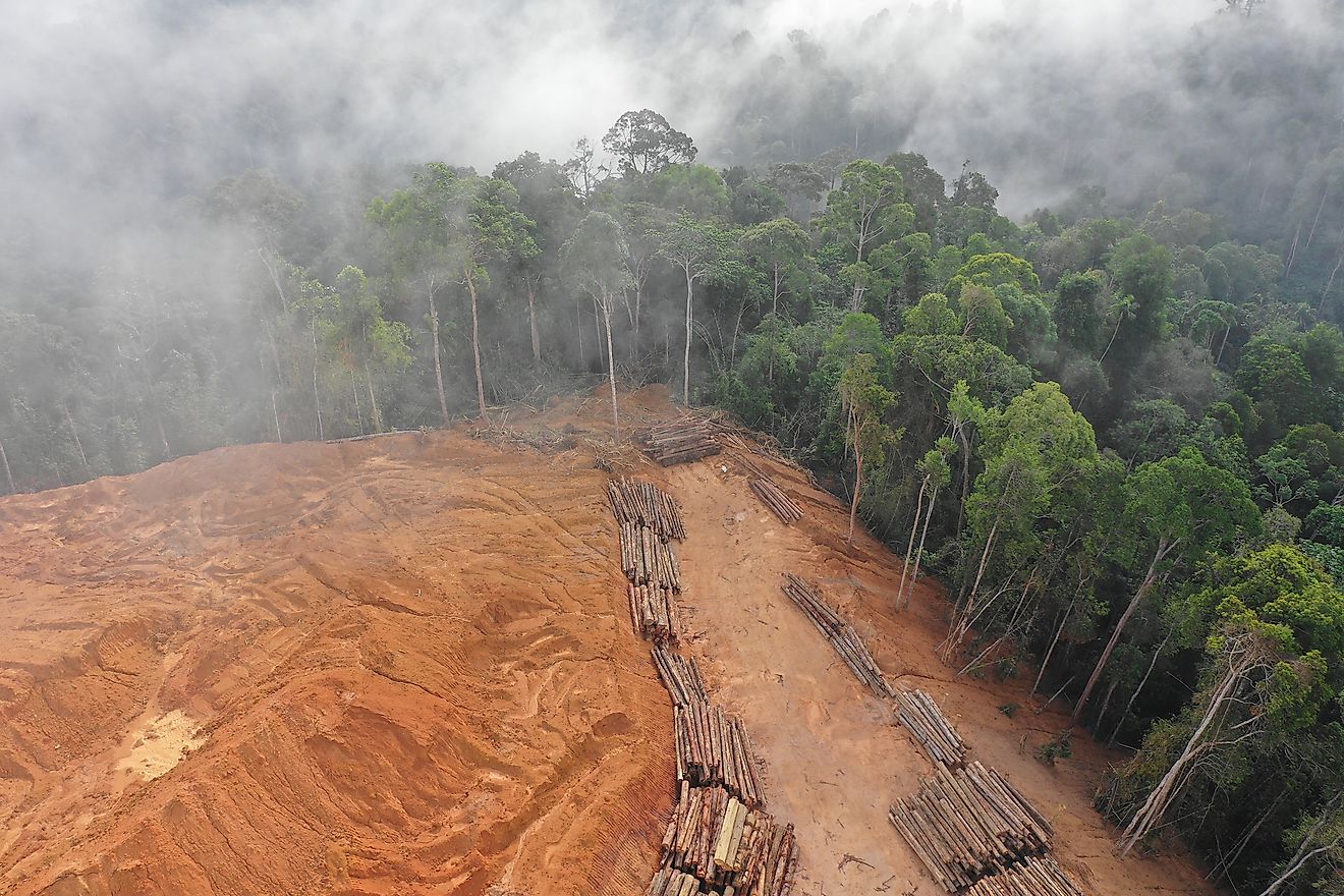deforestation in kerala essay