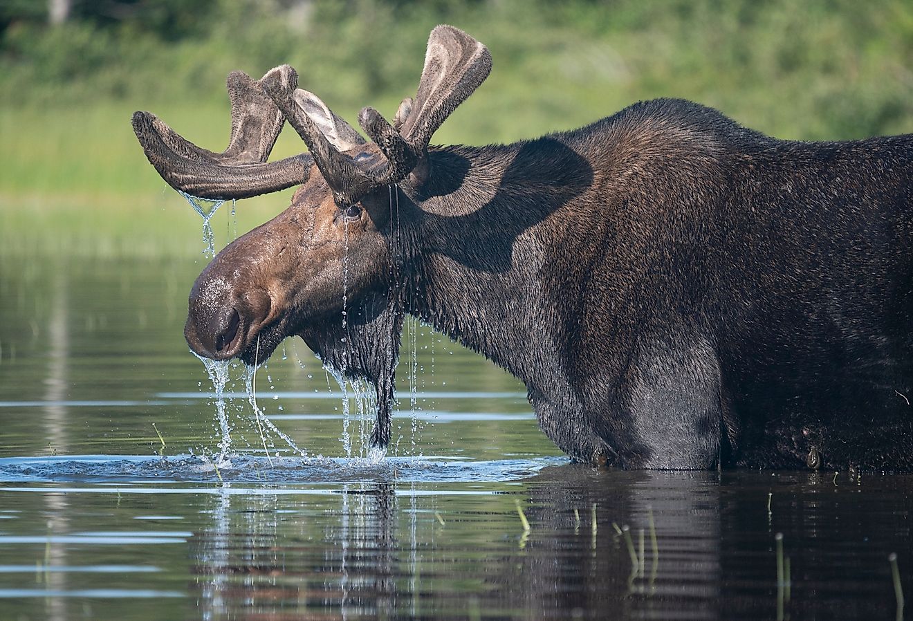 An adult male moose munching on water plants in Maine's North Woods.