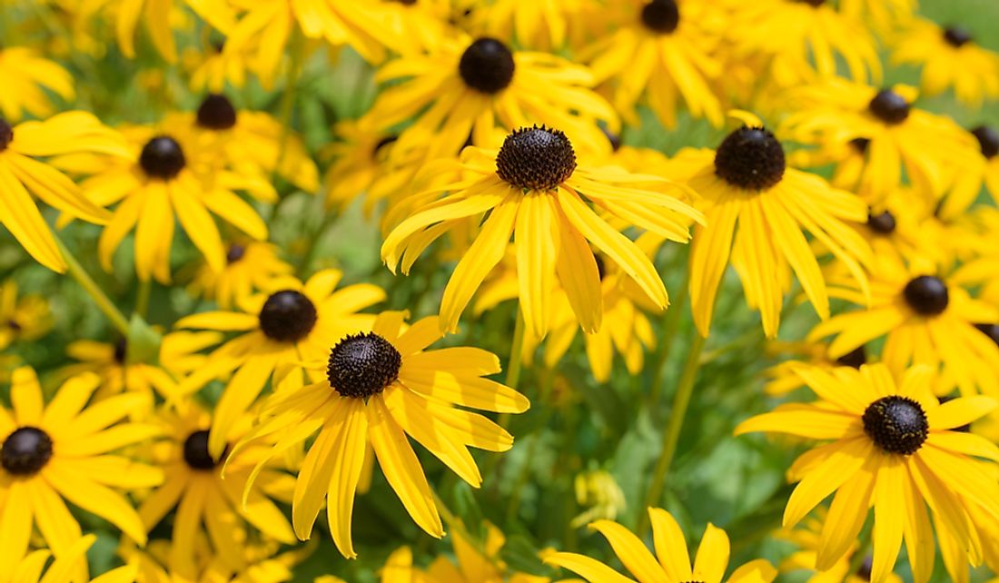 The presence of black-eyed Susans along roadsides are considered a symbol welcoming visitors to the state.