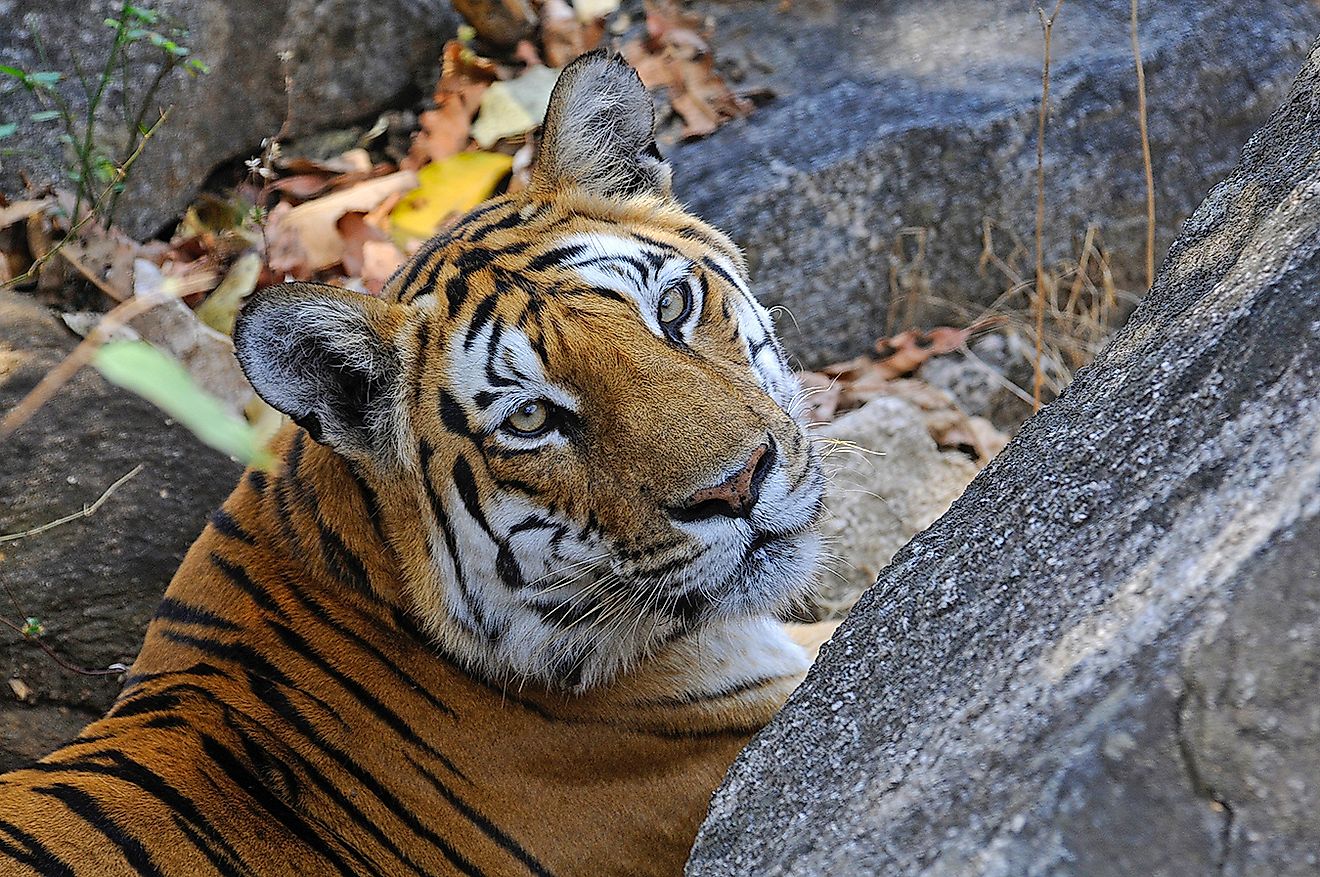 Royal Bengal Tiger Images