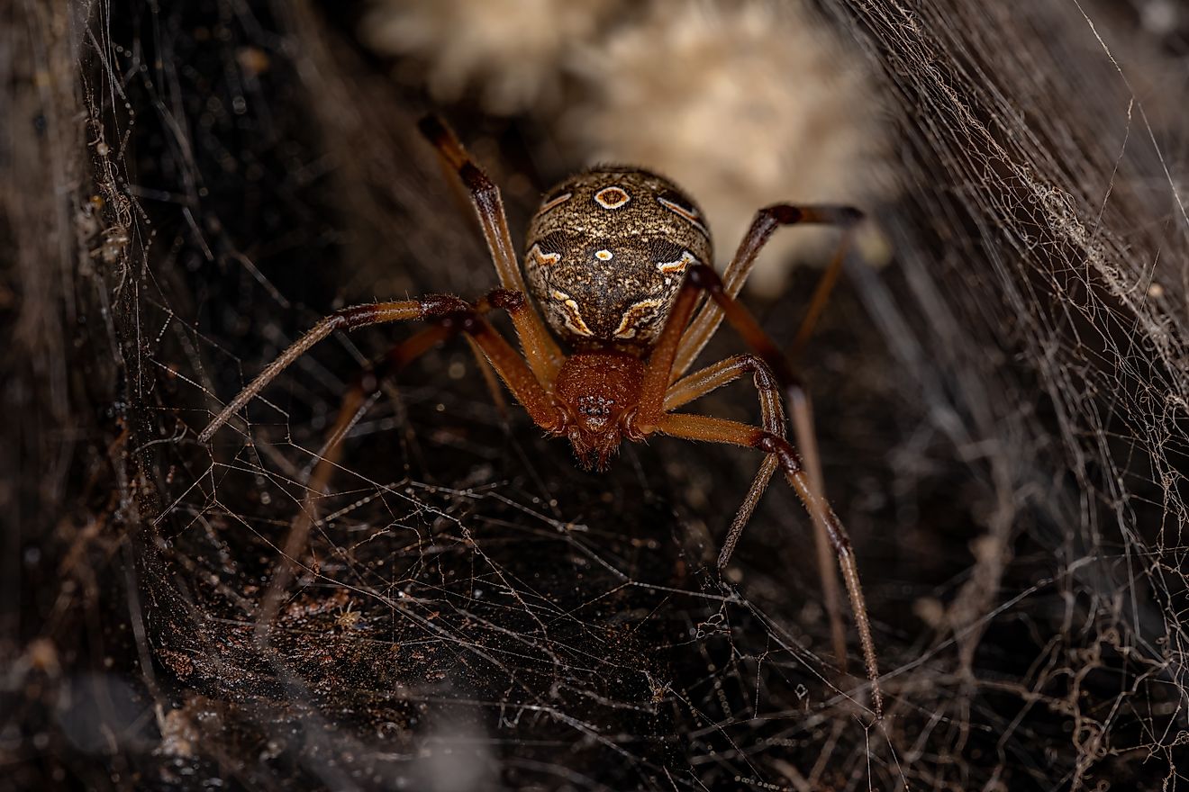 Female Adult Brown Widow Spider 