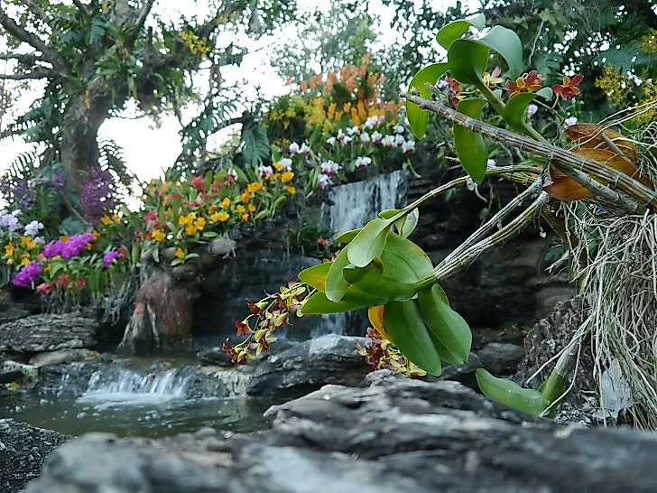 Orchids and waterfall within the Singapore Botanic Gardens.