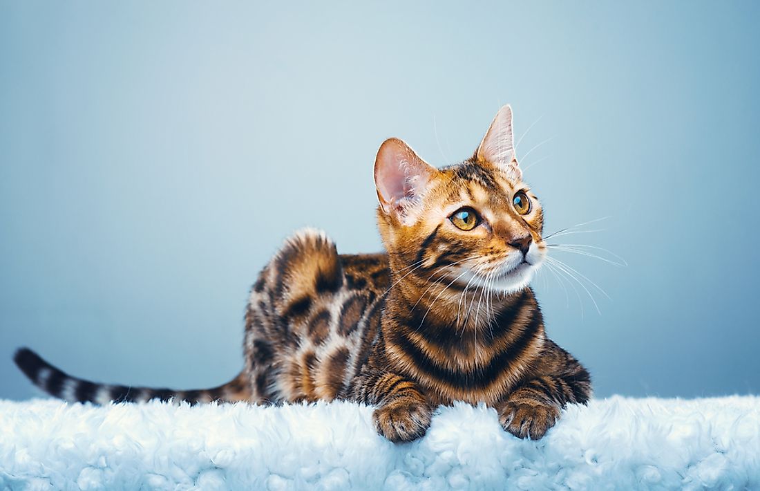 13 Rare Cat Breeds That Make Extra-Special Companions