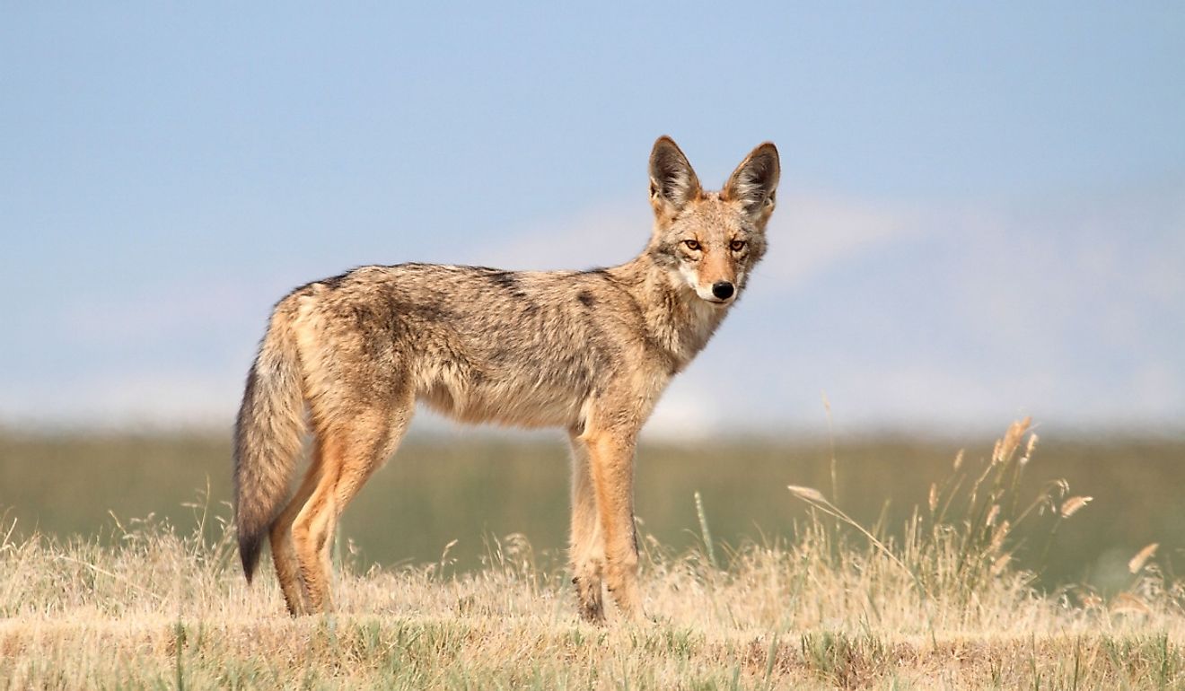 Side view of a coyote.